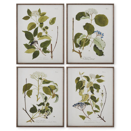 Assorted 27.5 Inch Dark Wood Framed White & Green Botanical Prints (in-store only)